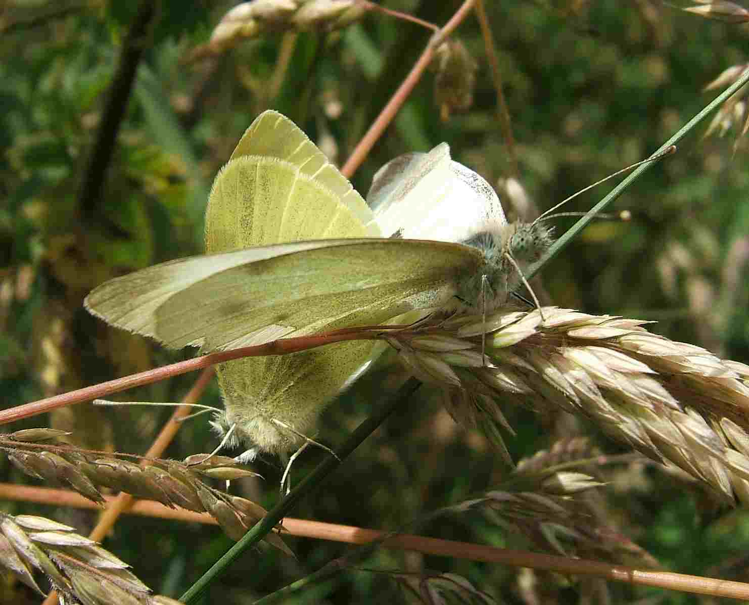 Pieris rapae Pieris rapae